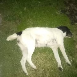 Land Rover - MS04BOD